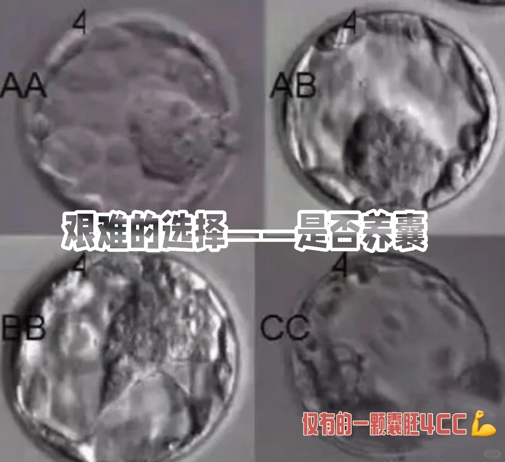谈谈对胚胎——养囊的认识,私人代孕，代孕公司是正规的吗
