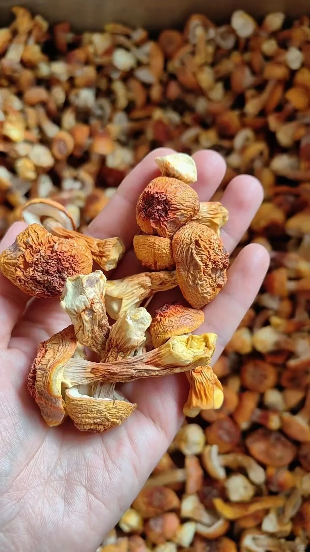 姬松茸炖鸡汤：健康好搭档，助力孕育新生命